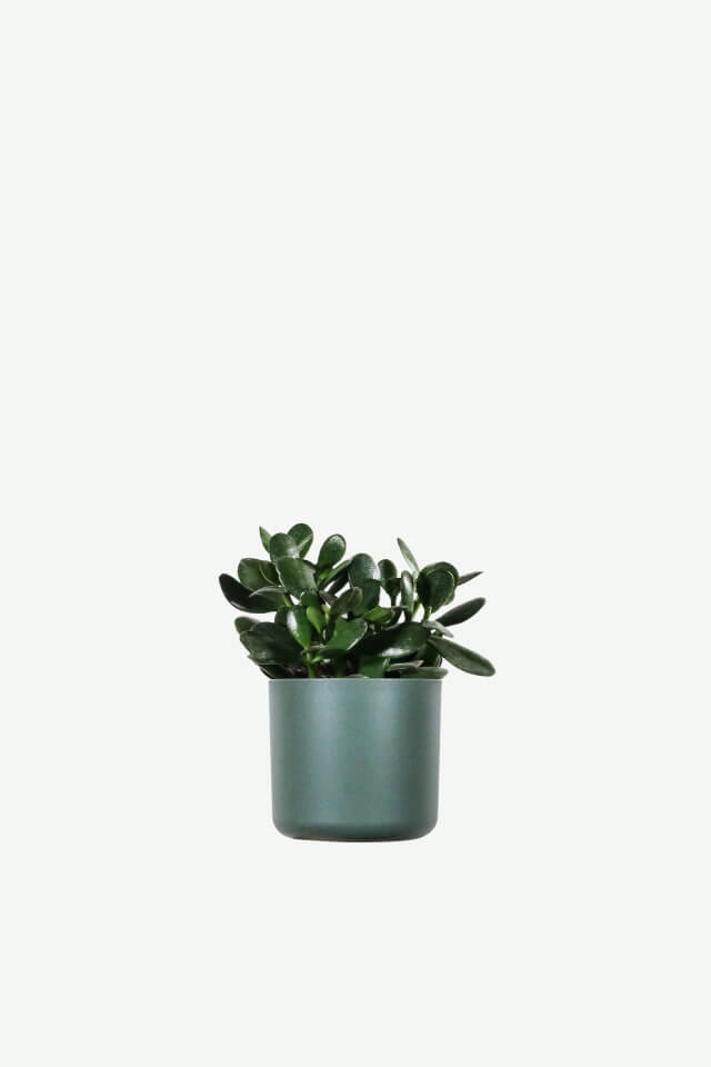 plants ecommerce product featured img 2 plants ecommerce product featured img 2